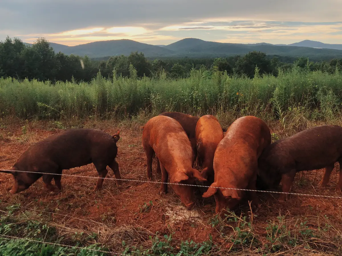 Red pigs rooting on red clay at Double H Farm, the Blue Ridge behind them at dusk