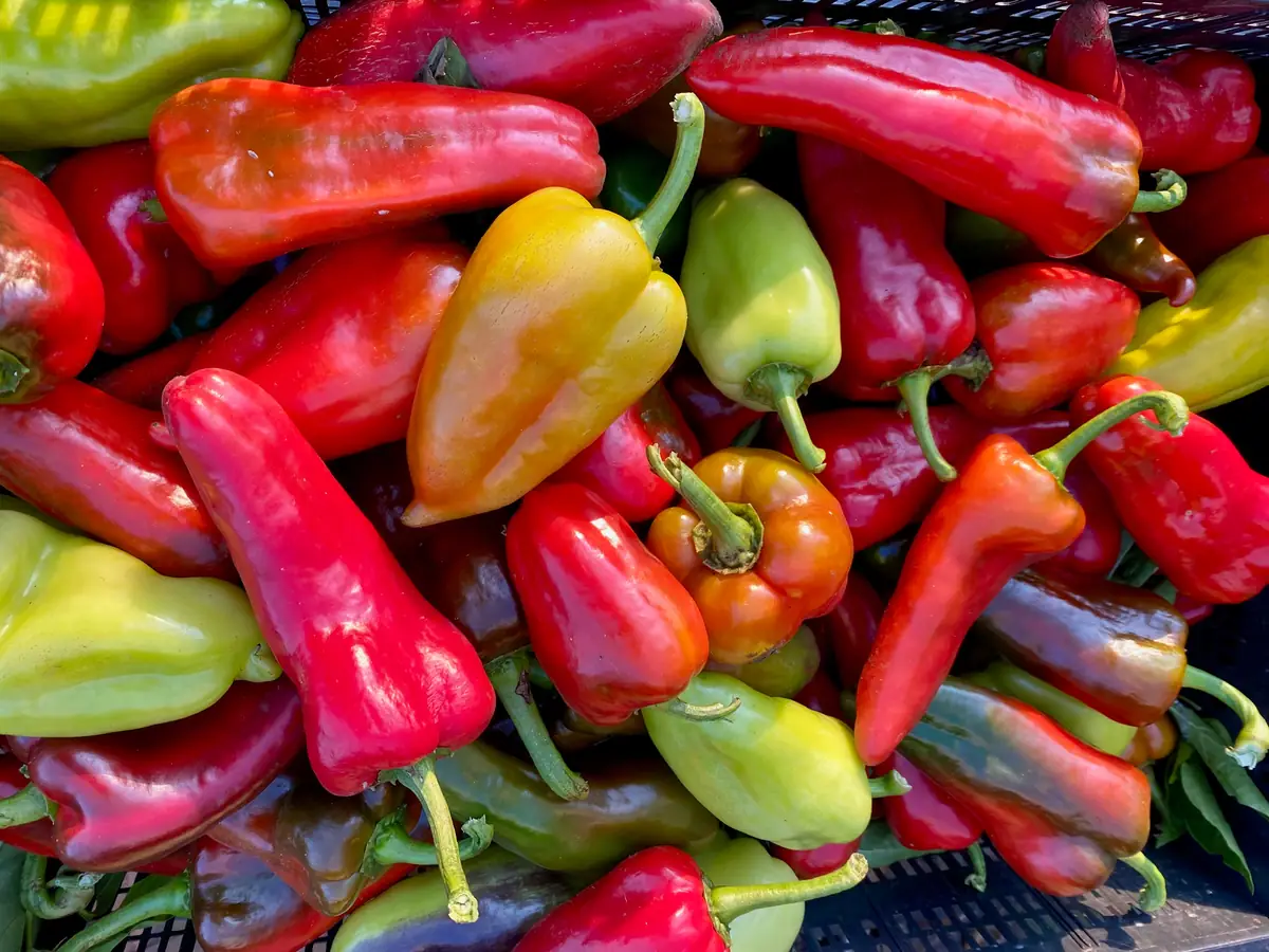 A crate of red, yellow and green peppers